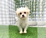 Small Photo #1 Zuchon Puppy For Sale in MARIETTA, GA, USA
