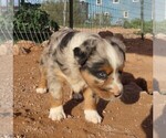 Small #3 Miniature Australian Shepherd