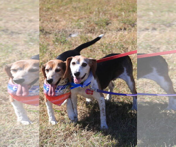 Medium Photo #3 Beagle Puppy For Sale in Tampa, FL, USA