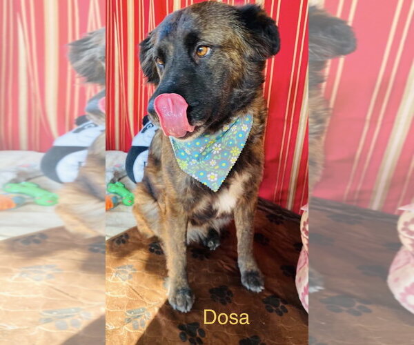 Medium Photo #2 Mutt Puppy For Sale in Fallbrook, CA, USA