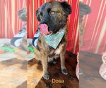 Small #1 Mutt