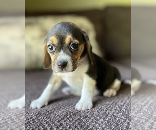 Medium Photo #10 Beagle Puppy For Sale in FORDLAND, MO, USA