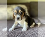 Small Photo #10 Beagle Puppy For Sale in FORDLAND, MO, USA