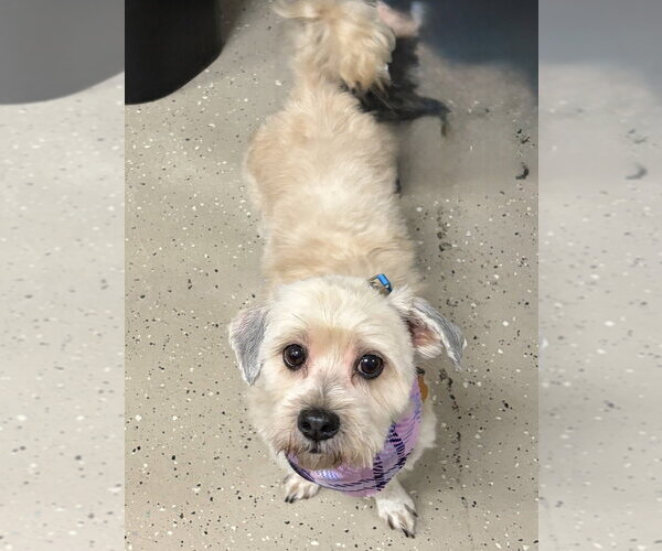 Medium Photo #1 Maltese-Unknown Mix Puppy For Sale in Mundelein, IL, USA