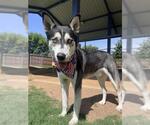 Small Siberian Husky
