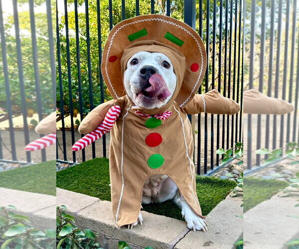Medium Photo #10 American Pit Bull Terrier-Unknown Mix Puppy For Sale in Redlands, CA, USA
