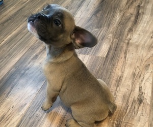French Bulldog Puppy for sale in ATLANTA, GA, USA