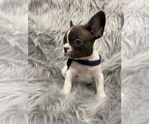 French Bulldog Puppy for sale in CHARLESTON, SC, USA
