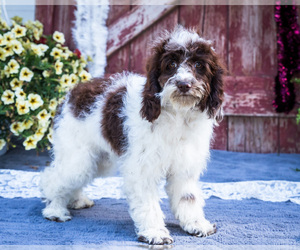 Cockapoo Puppy for sale in WAKARUSA, IN, USA