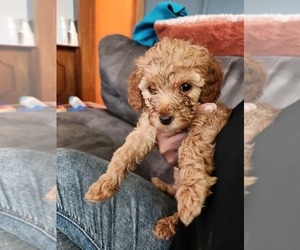 Goldendoodle (Miniature) Puppy for sale in DETROIT, MI, USA