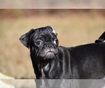 Small #4 Pug