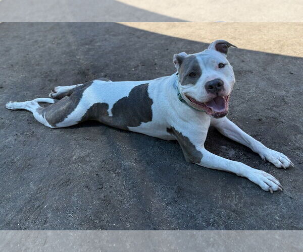 Medium Photo #12 American Pit Bull Terrier-Unknown Mix Puppy For Sale in Virginia Beach, VA, USA