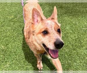 Mutt Dogs for adoption in Las Vegas, NV, USA
