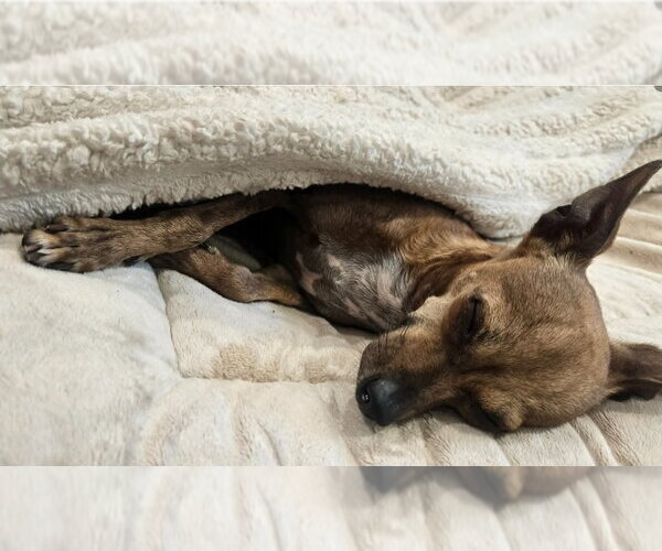 Medium Photo #3 Chihuahua Puppy For Sale in Lakewood, CO, USA