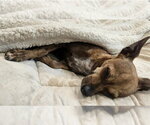 Small #2 Chihuahua