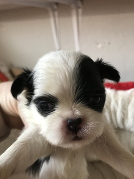 Medium Photo #5 Japanese Chin Puppy For Sale in SALEM, OR, USA