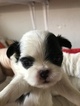 Small Photo #5 Japanese Chin Puppy For Sale in SALEM, OR, USA