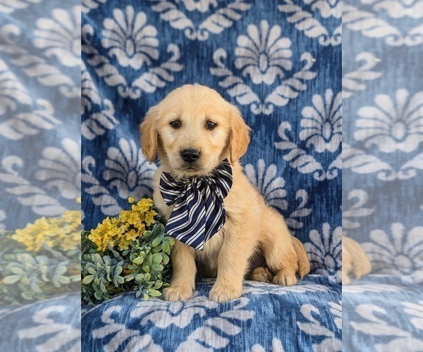 Medium Photo #4 Golden Retriever Puppy For Sale in NEW PROVIDENCE, PA, USA