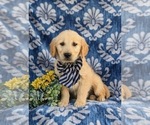 Small Photo #4 Golden Retriever Puppy For Sale in NEW PROVIDENCE, PA, USA