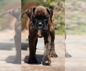 Boxer Puppy for Sale in MAYSVILLE, Georgia USA