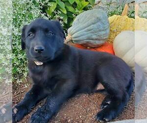 Belgian Malinois-Labrador Retriever Mix Puppy for sale in NEW PROVIDENCE, PA, USA