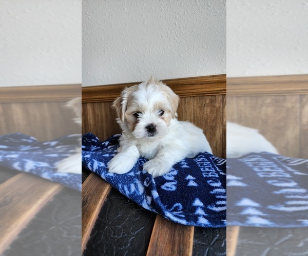 Medium Photo #1 Mal-Shi Puppy For Sale in GREENWOOD, WI, USA