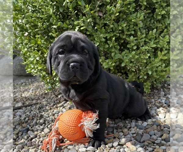 Medium Photo #2 Cocker-Pei Puppy For Sale in MIDDLEBURY, IN, USA