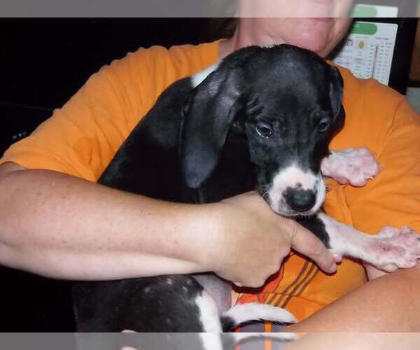 Medium Photo #8 Great Dane Puppy For Sale in SPRAGGS, PA, USA