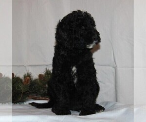 Goldendoodle-Poodle (Miniature) Mix Puppy for sale in STANLEY, WI, USA