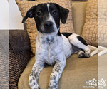 Small Retriever  Mix