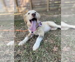 Small #3 Great Pyrenees