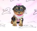 Small Photo #18 Yorkshire Terrier Puppy For Sale in LAS VEGAS, NV, USA