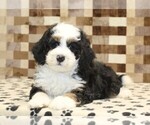 Small #1 Bernedoodle (Miniature)