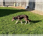 Small #16 Border Collie