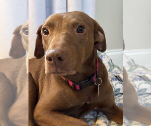 Labrador Retriever-Unknown Mix Dogs for adoption in Ball Ground, GA, USA