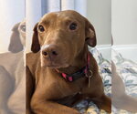 Small Labrador Retriever Mix