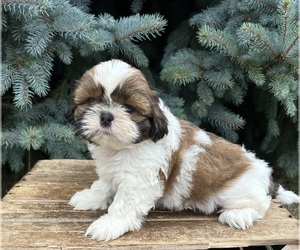 Shih Tzu Puppy for sale in MIDDLEBURY, IN, USA