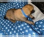 Small Photo #267 Belgian Malinois Puppy For Sale in REESEVILLE, WI, USA