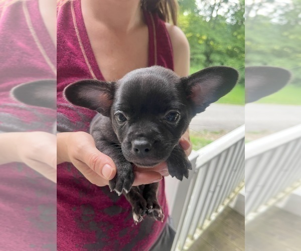 Medium Photo #54 French Bullhuahua Puppy For Sale in SPRAGGS, PA, USA