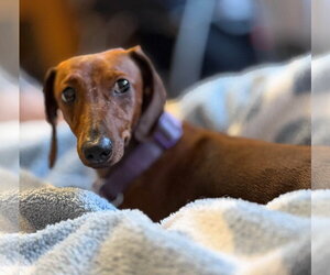 Hazel - Female Dachshund Dog for Adoption - Photo #4