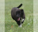 Small Pyrenees Border Collie
