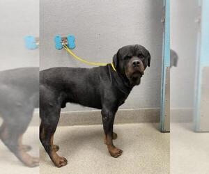 Rottweiler-Unknown Mix Dogs for adoption in Las Vegas, NV, USA