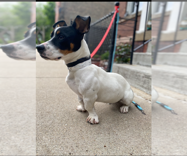 Medium Photo #5 Jack Russell Terrier-Unknown Mix Puppy For Sale in Crete, IL, USA