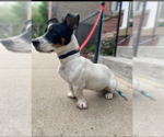 Small #4 Jack Russell Terrier Mix