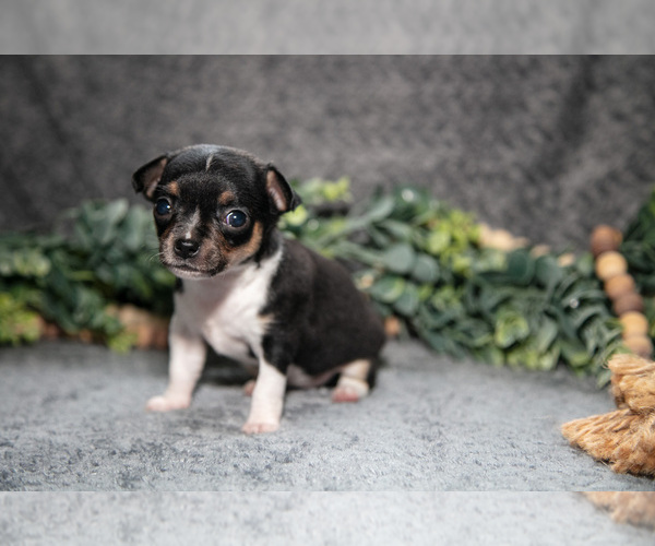 Medium Photo #6 Chihuahua Puppy For Sale in DELTA, PA, USA