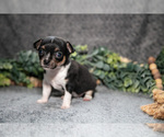Small Photo #6 Chihuahua Puppy For Sale in DELTA, PA, USA