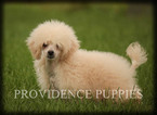 Small Photo #56 Poodle (Miniature) Puppy For Sale in COPPOCK, IA, USA