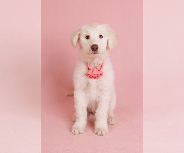 Medium Photo #2 Great Pyrenees-Unknown Mix Puppy For Sale in McKinney, TX, USA