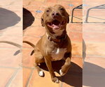 Small American Pit Bull Terrier-American Staffordshire Terrier Mix