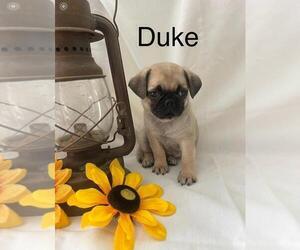 Pug Puppy for Sale in BRIDGEWATER, Virginia USA